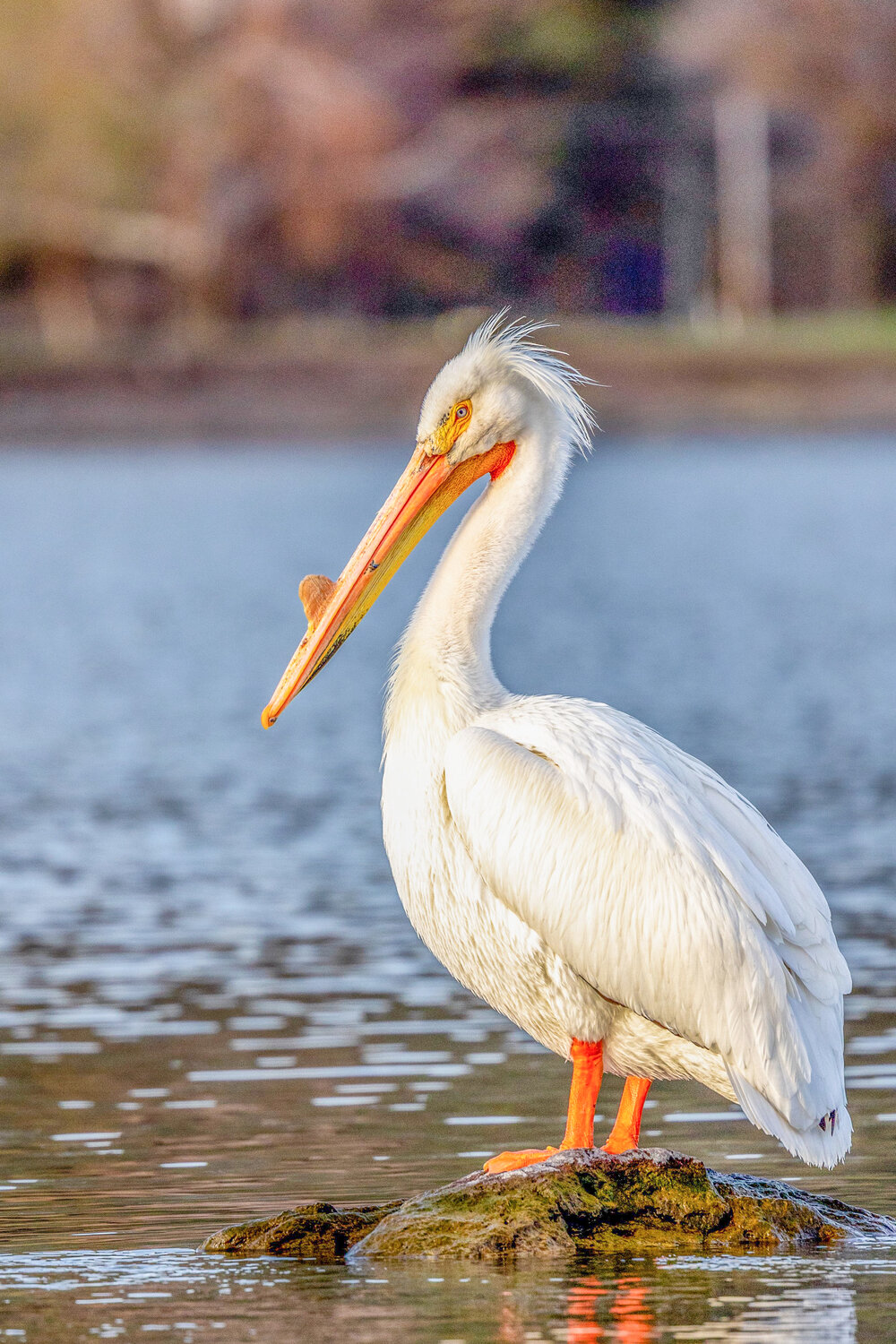 American White Pelicans have been spotted on Lake Granbury. The BRA states these sightings “could be due to a fish kill” caused by Golden Algae.