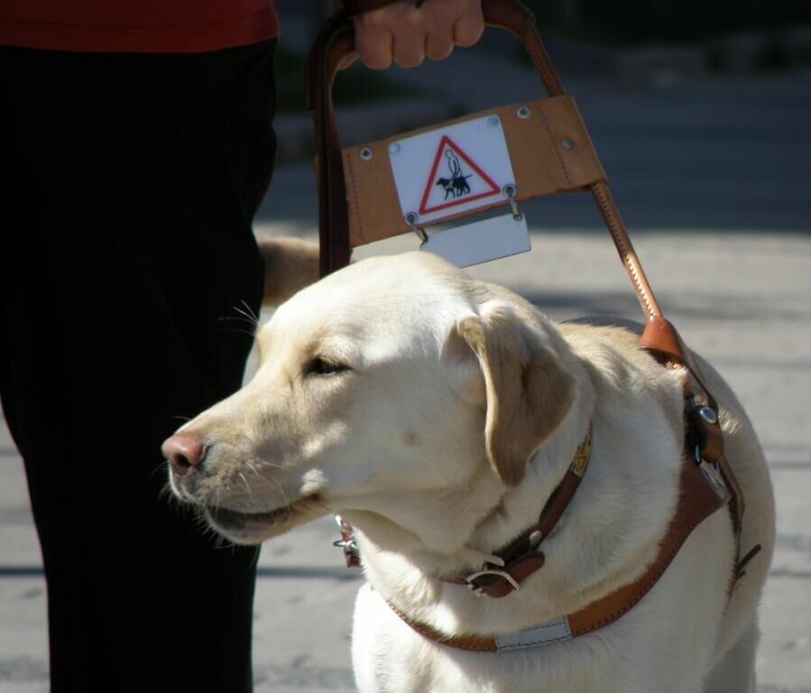 LOOKING OUT: This yellow Labrador retriever is an assistance dog for the visually impaired. Labradors make up about 60% of the guide dog population because of their temperament and intelligence.