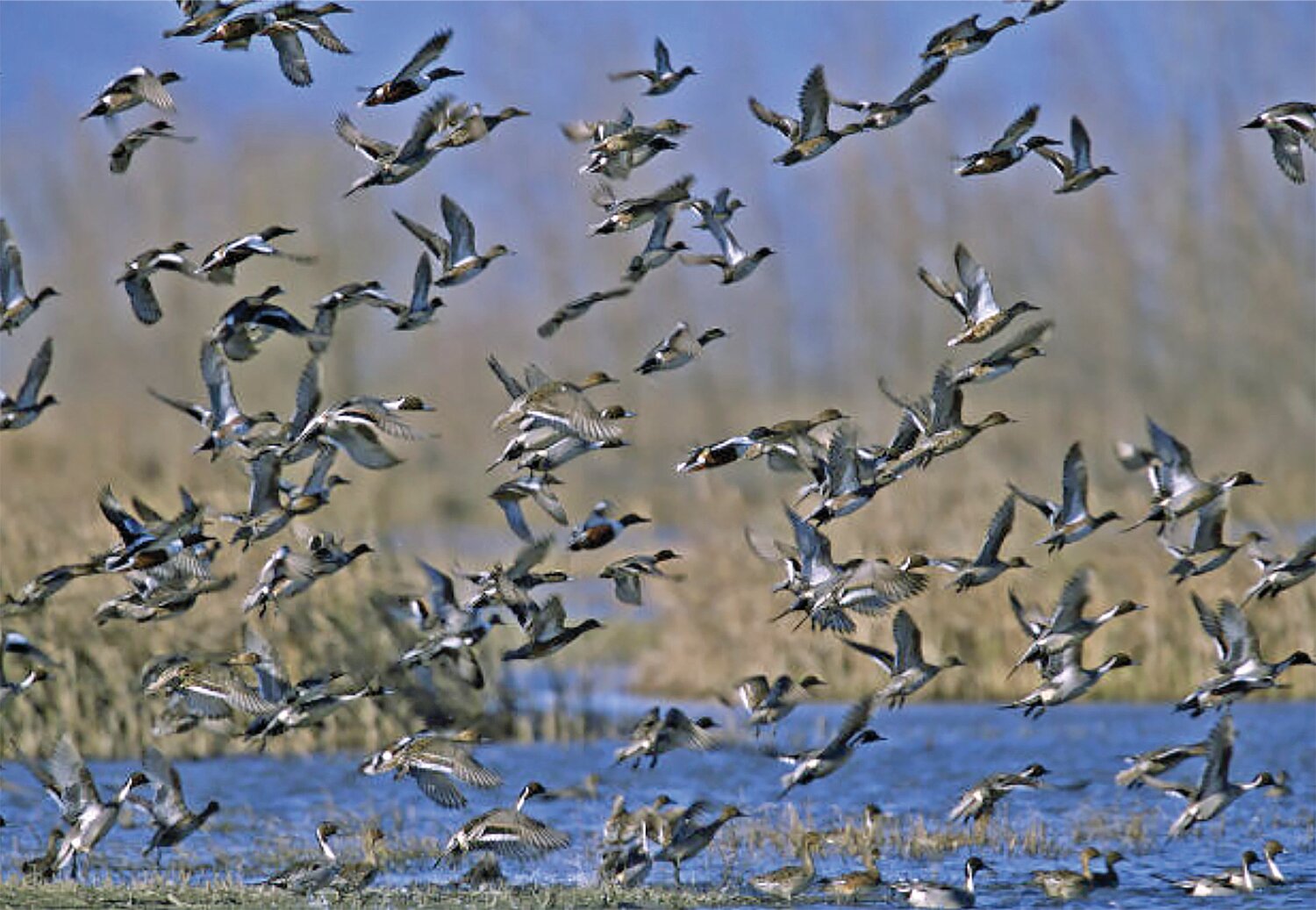 North Texas is on the Central Flyway for migratory waterfowl.