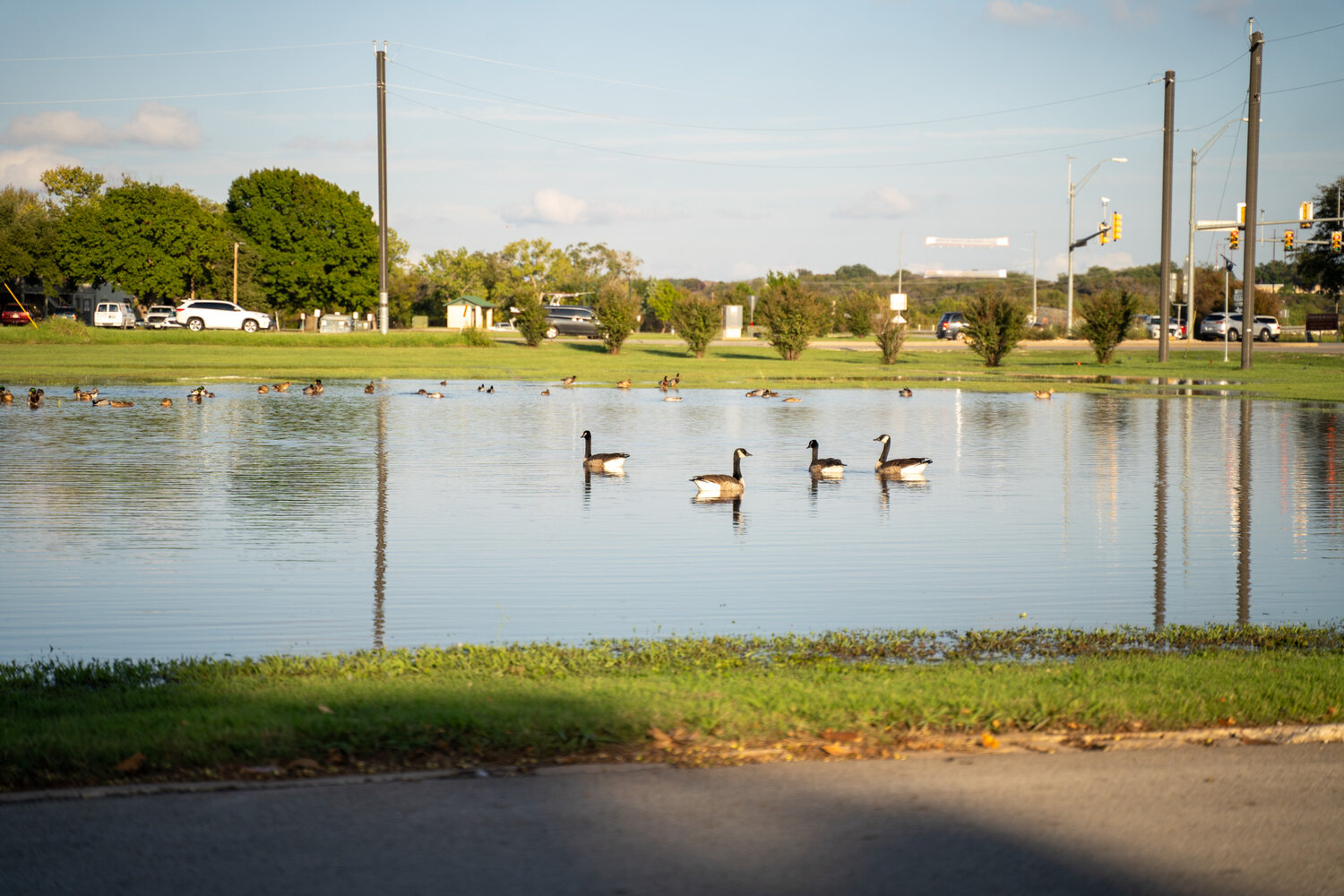 A large pool of water formed in front of the Brazos Harbor community next to Brazos Harbor Drive in Granbury on Oct. 26 from the hours of rain that fell on Oct. 25. Some geese decided to take a dip in the new area of water.