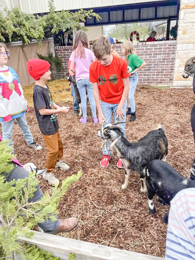 The Promise in Glen Rose provides goats, donkeys, sheep — and new to this year, a camel — for a petting zoo for Granbury Baptist Church’s annual Christmas carnival.