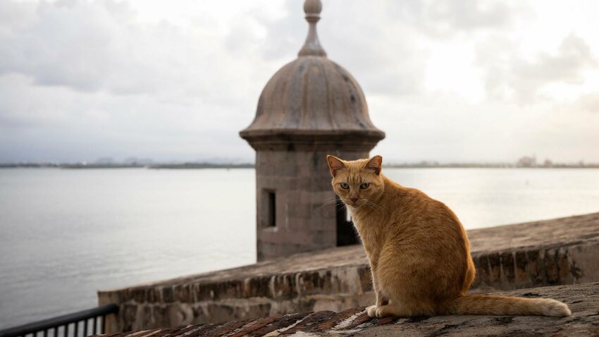 Activists sue US National Park Service over plan to remove Puerto Rico ...