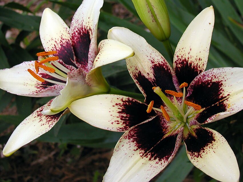 &quot;Cappuccino&quot; Tango lily (Asiatic hybrid). Photo by Bill Murray.
