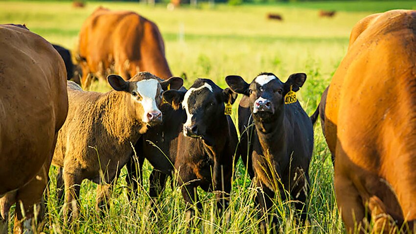 The Beef Research and Teaching Center. Five miles south of the MU campus, South Farm Research Center supports the research, outreach and teaching missions of animal science, plant science, veterinary science, biology, botany and other disciplines. 