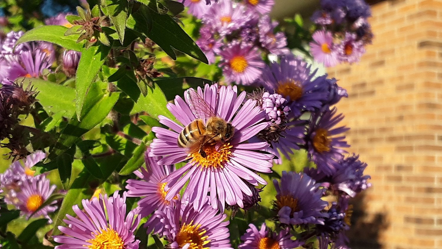 A honeybee sits on an aster.