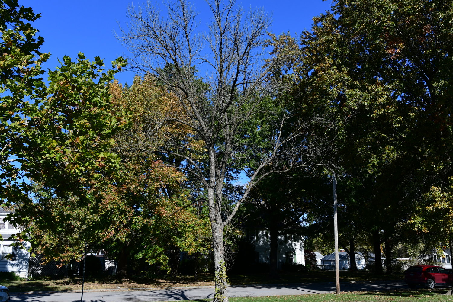 A dead ash tree in Kirksville's Brashear Park.