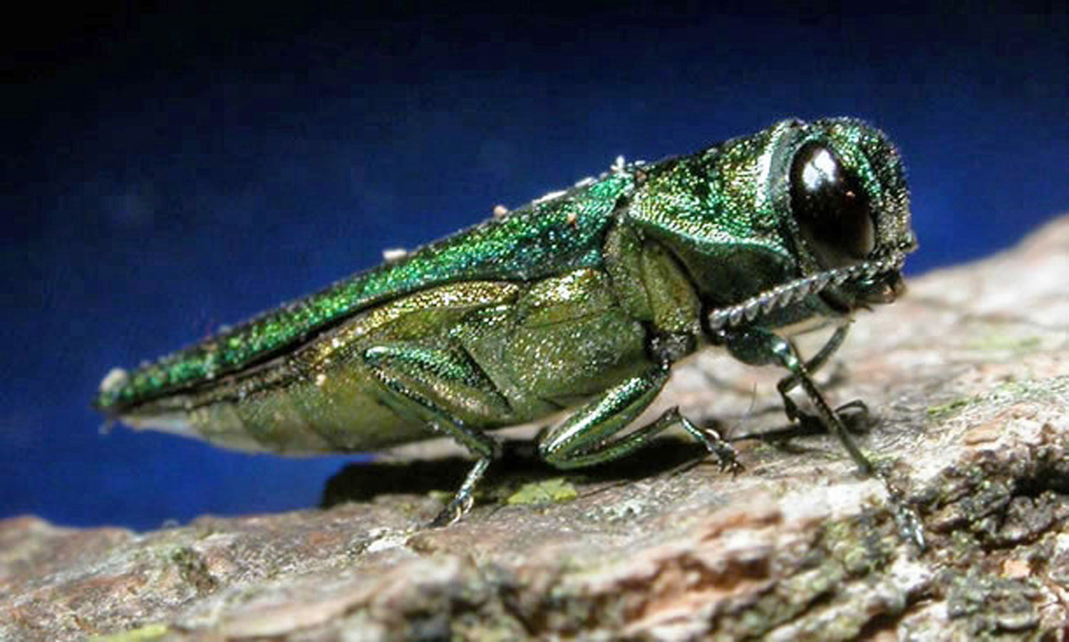 In an undated photo provided by the Minnesota Department of Natural Resources, an adult emerald ash borer is shown. The highly destructive insects which kill ash trees are metallic green and about 1/2-inch long. (AP Photo/Minnesota Department of Natural Resources)