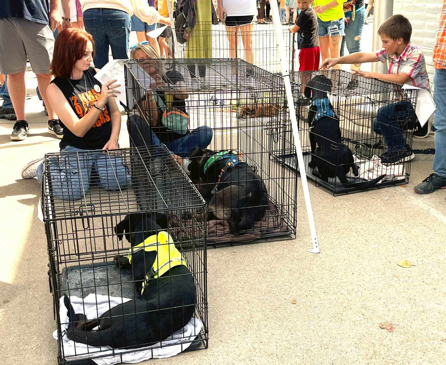 Rescue dogs up for adoption at the Red Barn Arts and Crafts Festival.
