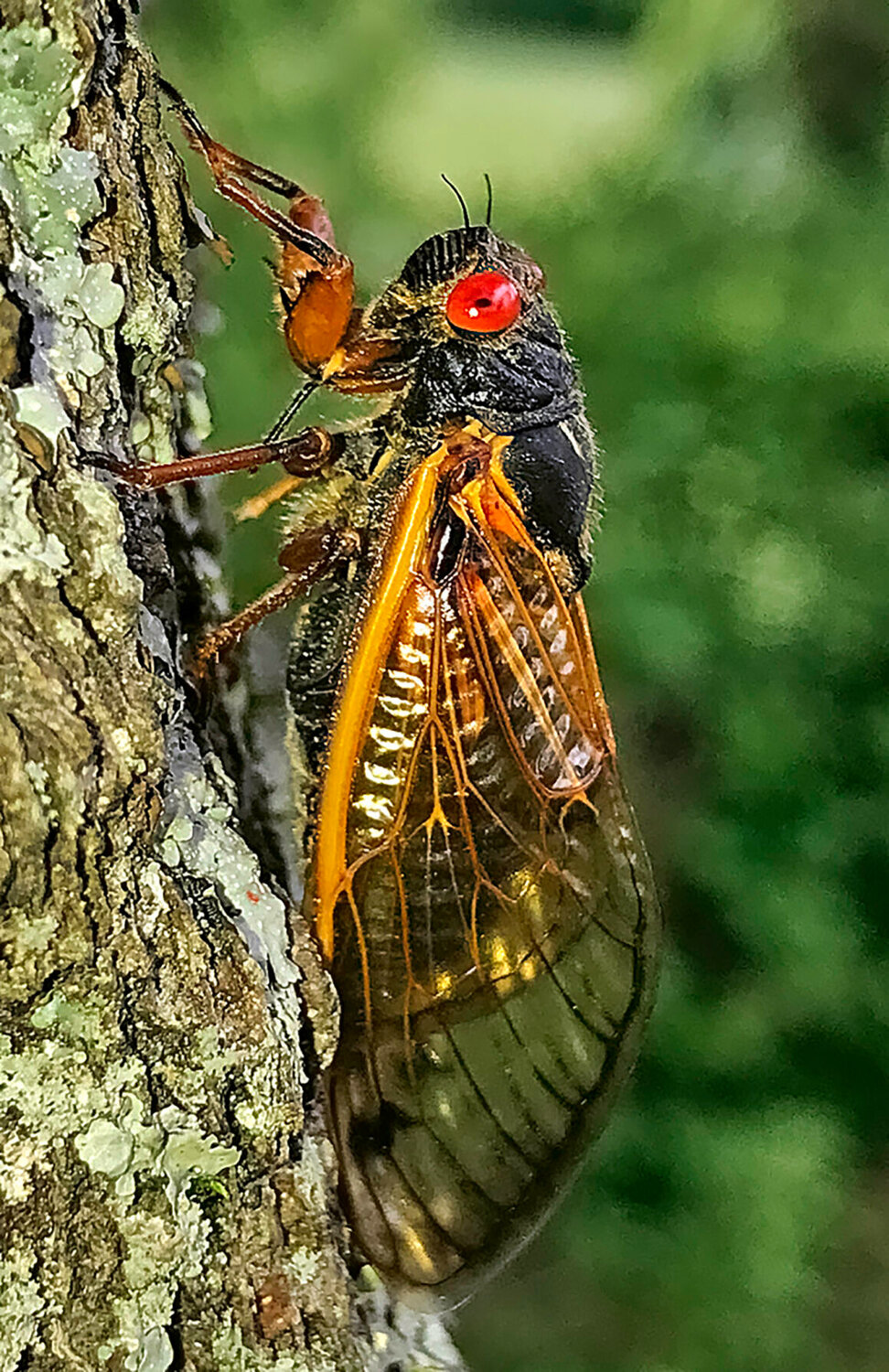 Billions of cicadas bring buzzy magic to Missouri in 2024 Kirksville