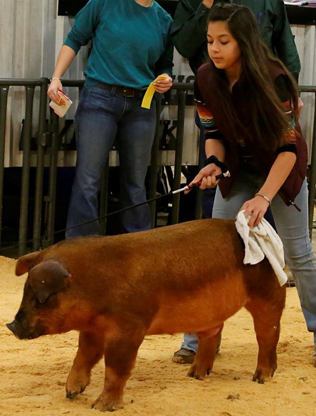 Alexis Abila of Knox City in the swine judging ring.