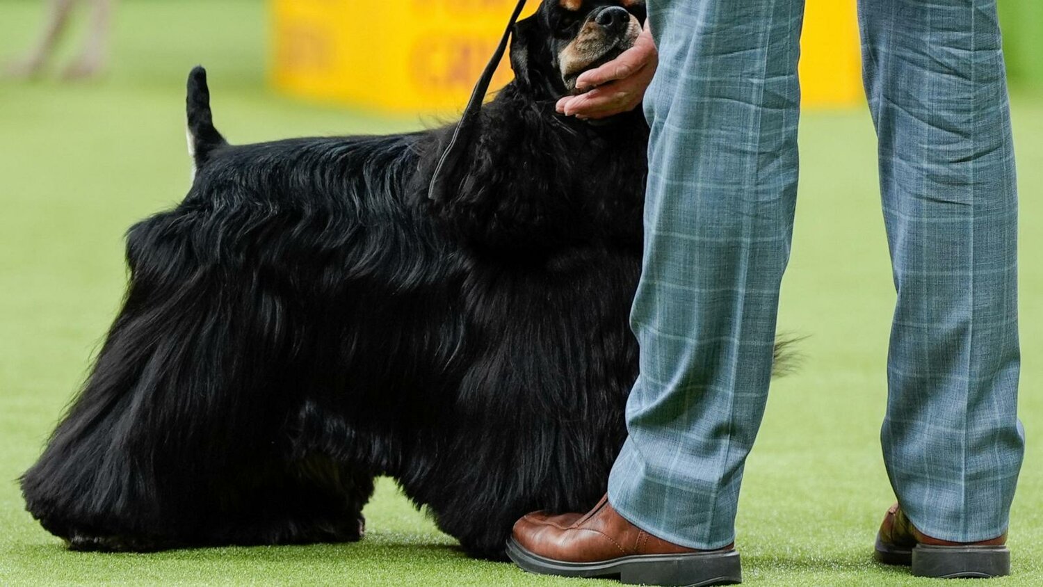 Miniature poodle named Sage wins Westminster Kennel Club dog show - The ...