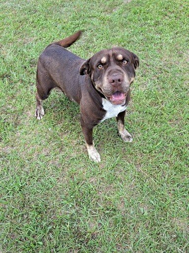Pets of the week 6/5