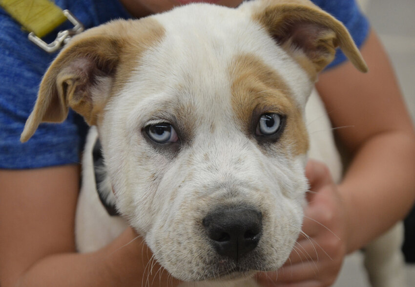 Meet Linus, a pup that is one of many dogs up for adoption through Our Pack, a New London-based animal rescue. .James Card Photo