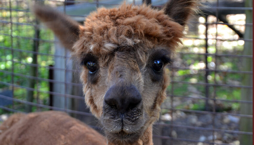 Animal Haven is downsizing and will no longer be a zoo. They are relocating all of their exotic animals. They will keep some farm animals, various hooved animals like this llama, birds and tortoises..James Card Photo