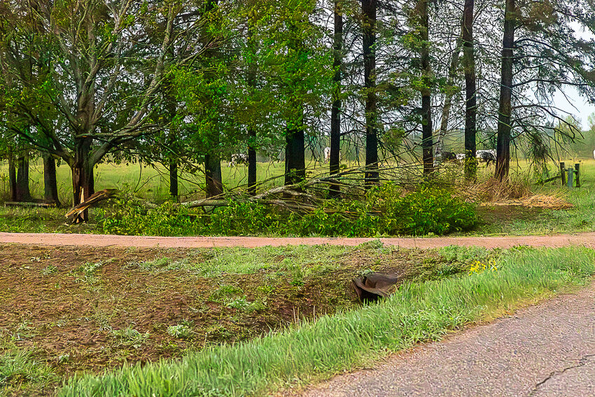 Tree limbs down near Forest Dr. and Hwy. 107.