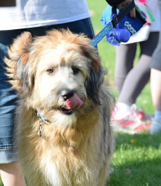 Dogs were welcome at the Marshfield Area Pet Shelter fundraiser Paws for Brittany on Saturday, May 7.