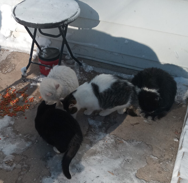 Group of cats