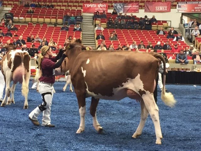 Carmen Haack shows her Red and White Holstein yearling heifer in milk, Synergy Always Smokin-Red, at the World Dairy Expo.