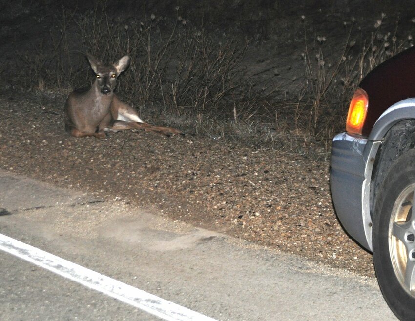 The peak whitetail breeding season has deer on the move day and night, increasing the odds that motorists could be involved in a crash. This doe appeared stunned after running into the side of a van on Wisconsin 54. Minutes later, she got up and bounded off.