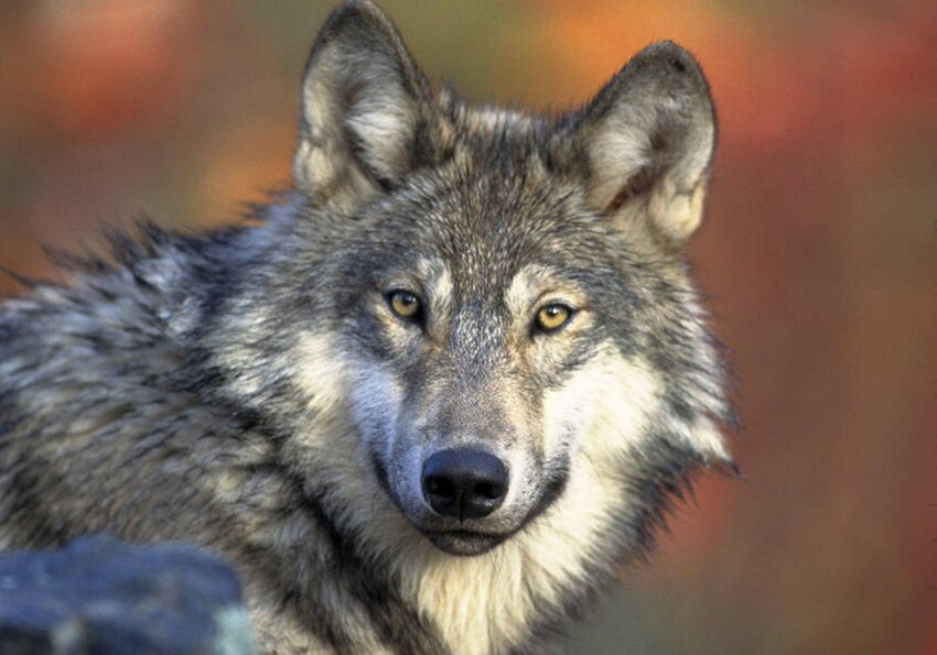 This April 18, 2008, file photo provided by the U.S. Fish and Wildlife shows a gray wolf.