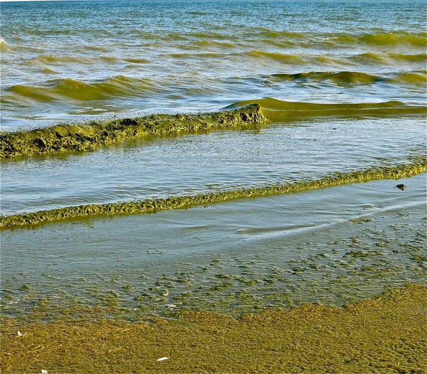 Green algae rolls onto Algoma's Crescent Beach. The Ahnapee River, which was listed for excess phosphorus in 2014 flows into Lake Michigan just north of the beach.