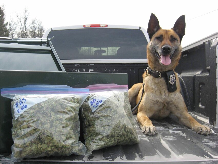 A K9 used as part of a drug bust in Door County Monday.