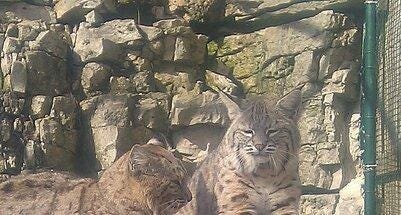 Baxter and Bella, Bruemmer Park Zoo’s bobcats, are going to get a new enclosure as a Zoupart fundraiser is being held Feb. 26.