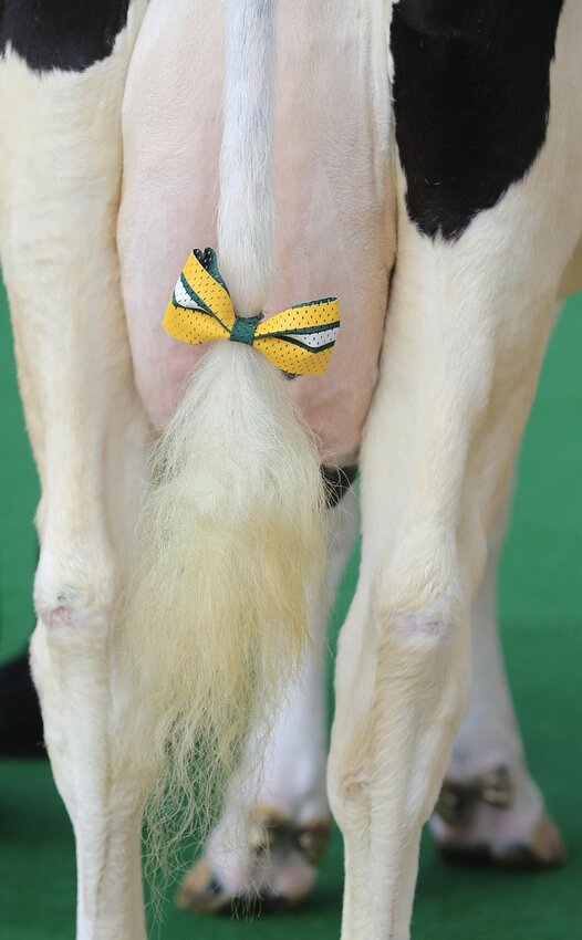 Reaction wore a green-and-gold bow on her tail for the Green Bay premiere of “The 60 Yard Line” at Bay Park Cinema in Ashwaubenon.