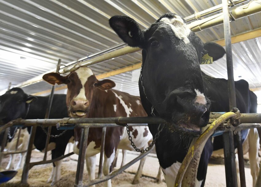 Reaction, right, hams it up for the camera with fellow stallmates at the Jauquet Farm in Luxemburg. After recently calving, Reaction currently resides at the farm, where she can receive more attention.