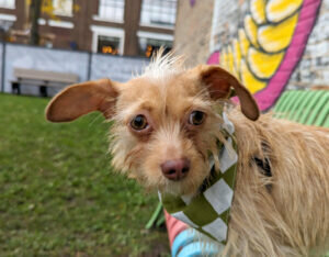 City Pages Assistant Editor Phoebe stopped by the new Vital Essentials Dog Park after its grand opening last week. Although she was a bit apprehensive at first, she quickly warmed up to all the new smells and space to run. Janelle Fisher photos