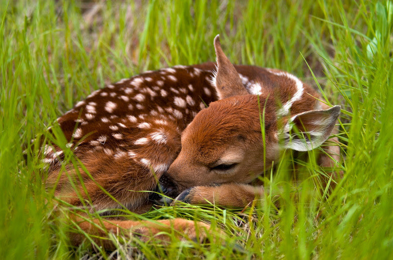 Most baby wild animals spend long stretches alone. Help keep them safe by keeping your distance. A newborn fawn takes a nap in some tall grass. Photo Credit: iStock/4loops