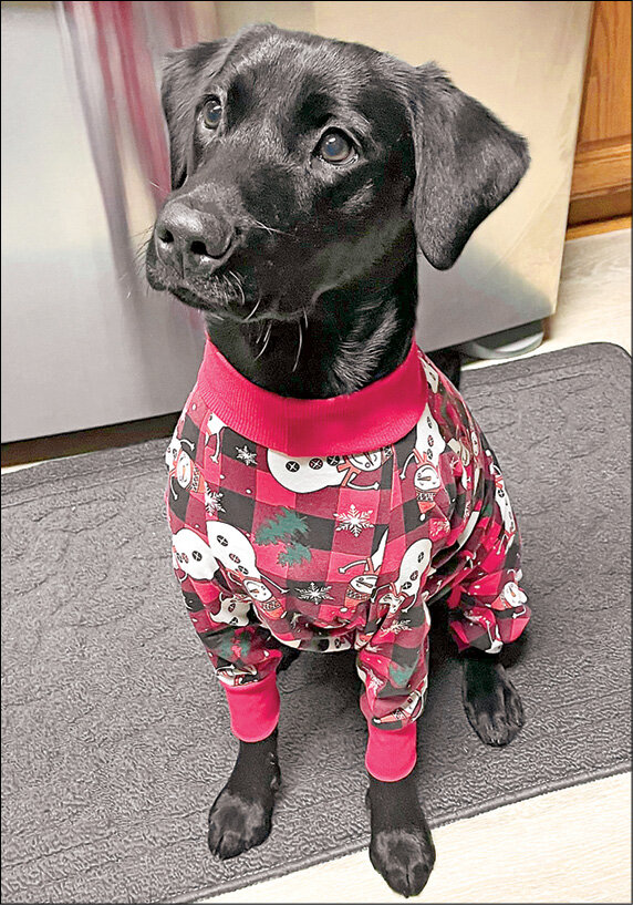 In lieu of running yet another wolf picture with this Christmas “wish list” column, here’s a festive shot of Maddie the puppy, the hunter, in holiday garb.