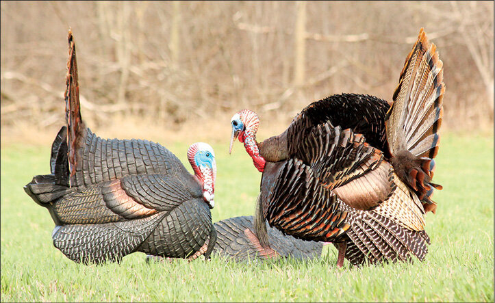 Receiving an authorization to hunt turkeys can stir all sorts of memories, including the anticipation of calling a strutting gobbler into the decoys — one of the most exciting moments in the chase.