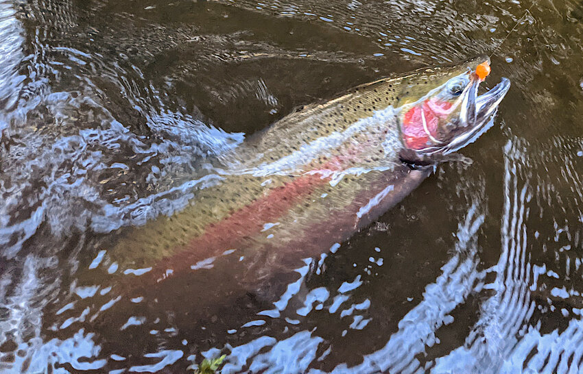 Great Lakes tributaries are luring spawning runs of colorful rainbow trout, often called "steelhead." The best fishing occurs from mid-March to early April.