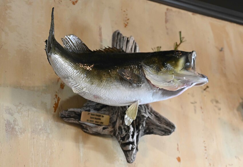 Little Wolf River Outfitters in downtown Manawa now offers taxidermy for fish, with the option of either a skin mount or replica.
Emily Doud Photo