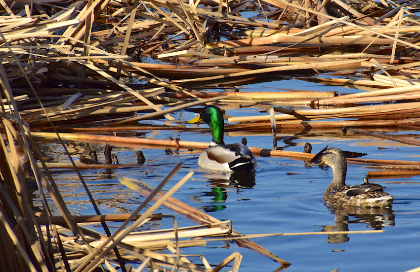 Early evenings are a great time to take a ride on rural back roads to view wildlife. Bring binoculars and a camera. Many birds are pairing up in preparation for nesting. This mallard drake and hen were seen in a marsh wetland.