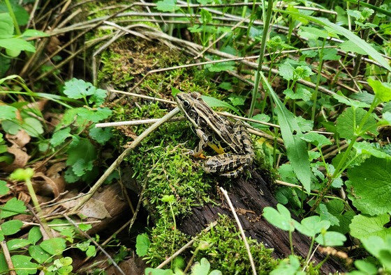 The DNR's Wisconsin Frog and Toad Survey is the longest-running community-based frog calling survey in North America.