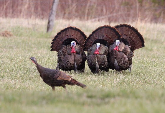 Bonus turkey harvest authorizations are now available.