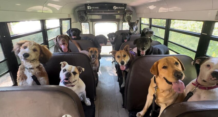 Each day (weather permitting) dogs load onto the K9 Konvoy bus for a few hours of play and exploration in a private, three-acre park.