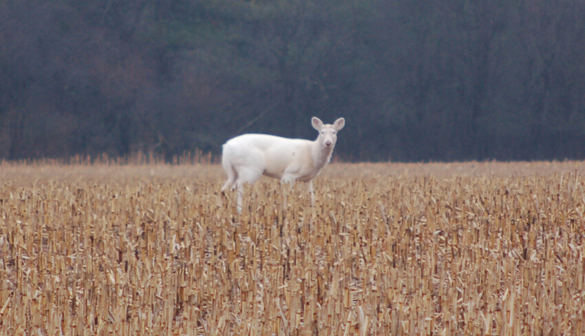 An all-white whitetail deer stands in a field south of Beckert Road in New London on Wednesday, April 2. There have been two frequently seen in the field but one was believe to be hit by a car on Monday, April 7.
John Faucher photo.