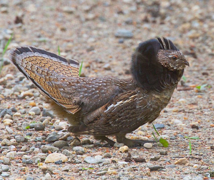 Ruffed grouse get their name from a black ruff of neck feathers, and get their drumming sound from the creation of mini thunder.