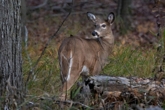 Help shape the upcoming deer season by attending your local County Deer Advisory Council meeting and sharing your feedback.