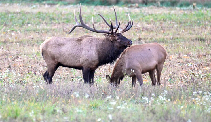There’s still time to apply for Wisconsin's 2025 elk hunting season.