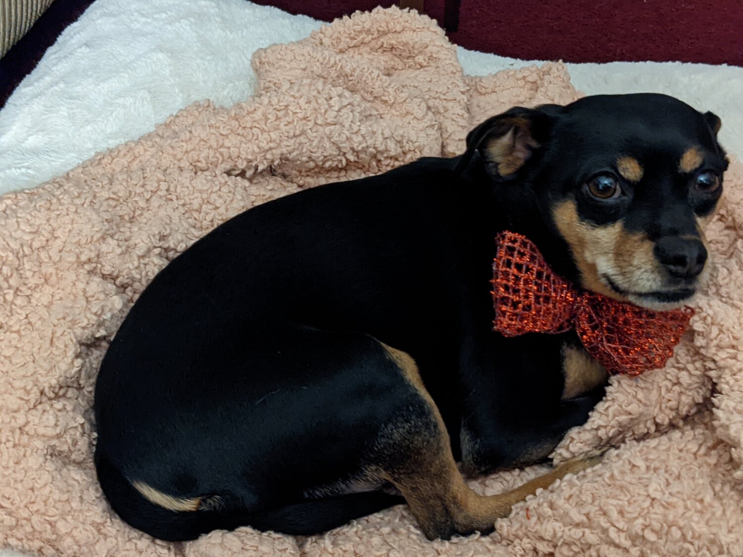 Meet Leo, a dog living in Green Bay with his owners Matte and Anne Van Ess..Leo's family describes him as a lover and a little party boy, noting that he enjoys celebrating holidays. Leo lives with a dog sibling , Yaggy Mae, and a cat, Dewey.
