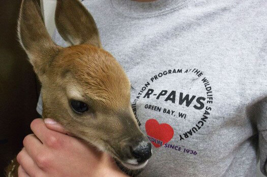 Rehabilitation Program At The Wildlife Sanctuary is a group of licensed volunteers that works closely with the staff at the sanctuary to house and feed injured or displaced animals.