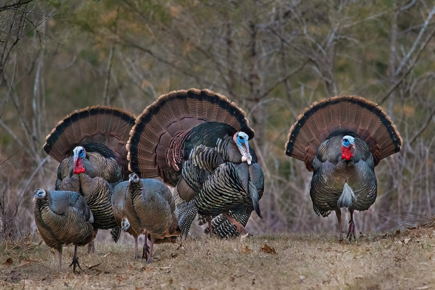 A trio of wild turkey gobblers following some hens is enough to give any hunter a blood-pumping adrenaline rush.