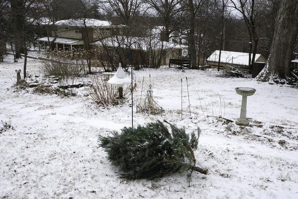 Placing your used live Christmas tree in the backyard adorned with bird feeders gives it a second life after the holidays. It&rsquo;s just one of many ways to recycle a natural Christmas tree. (MDC photo)
