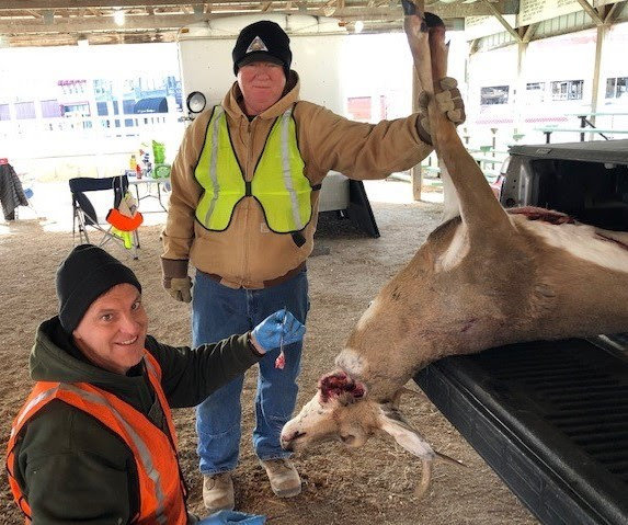 Conservation staff member Jamie Ebbesmeyer holds a lymph node tissue sample he removed from the neck of a harvested buck while team member Ross Dames assists as part of mandatory chronic wasting disease sampling efforts during the opening weekend of the November portion of the firearms deer season.