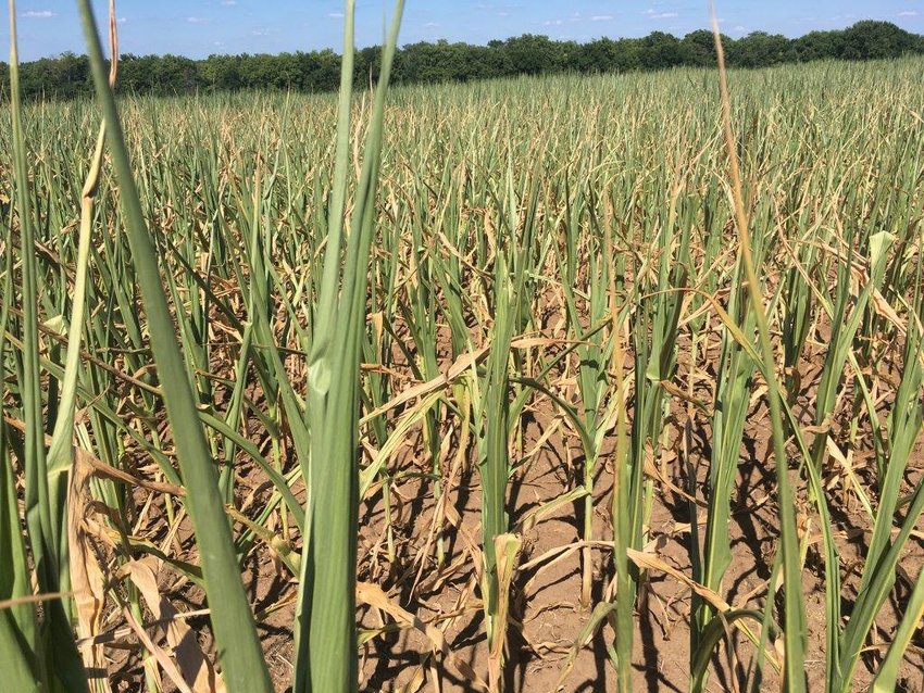 Corn leaves in Dade County burn up due to July&rsquo;s heat and drought. According to the National Oceanic and Atmospheric Administration, 73% of the state of Missouri is experiencing drought.