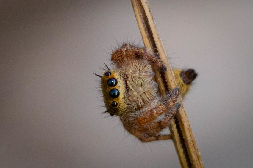 Image of a jumping spider at a state park in Missouri.